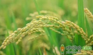 水稻卷叶螟不打可以吗