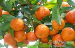沙糖桔皮发亮是打蜡了吗