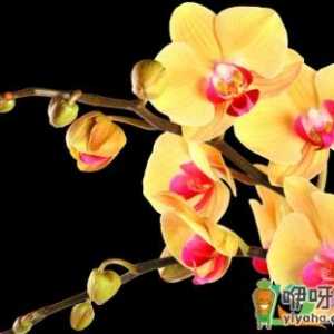 蝴蝶兰开花之前施什么肥