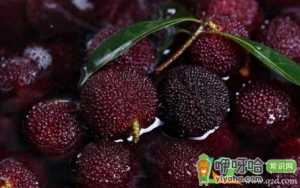 杨梅染手怎么清洗