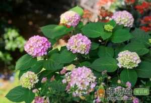 绣球花瓣上有锈斑怎么回事