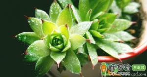 观音莲的小侧芽怎么移栽