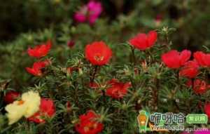 太阳花怎么水培生根
