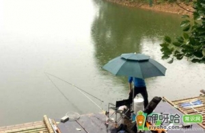 小雨钓鱼鱼口好吗