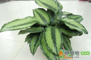 养竹芋用什么土
