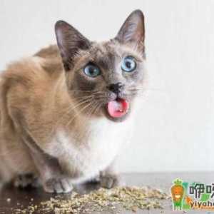 猫咪一定要吐毛球吗