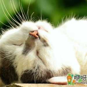 怎么知道猫咪是吐毛球还是病了