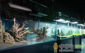 鱼缸断电一晚上鱼会死吗