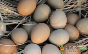 鸡蛋放热水里能闷熟吗