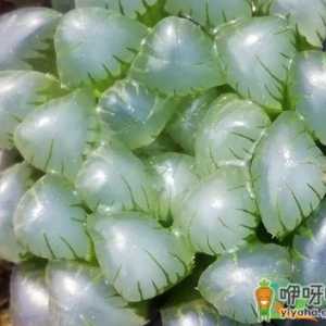 玉露叶片散开不紧促怎么回事