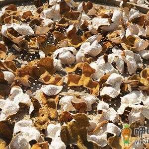 陈皮加什么去湿气最好