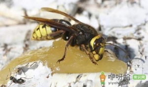 一个马蜂进屋怎么驱赶