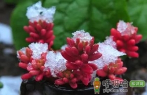 虹之玉掉叶子什么原因