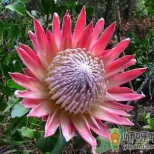 帝王花耐冻吗