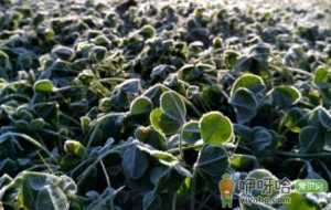 霜降过后种什么菜