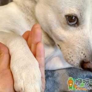 怎么教狗狗坐下站起来握手