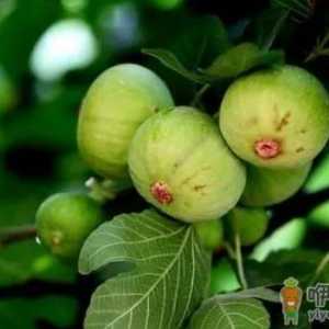 无花果没熟就蔫了是咋回事