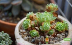 山地玫瑰杆子干了是怎么回事