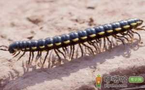 家里有千足虫从哪来的