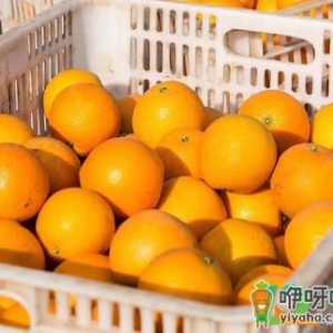 赣南脐橙为什么出名