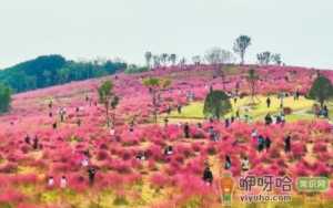 二妃山粉黛乱子草在哪里怎么走