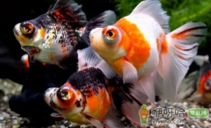 金鱼多长时间换一次水