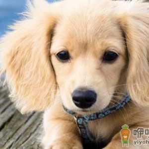 顺丰托运宠物需要什么条件