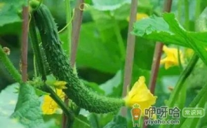 黄瓜花打顶后能恢复吗