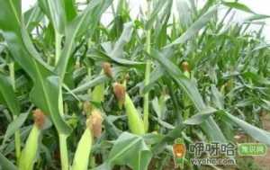玉米果穗不满尖怎么办