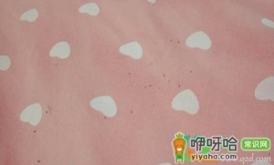 床上被子上的跳蚤的怎么处理