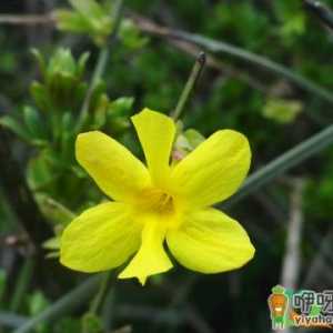 迎春花什么时候开