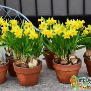 花盆深的好还是浅好