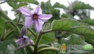 茄子嫁接后为啥还得土传病害