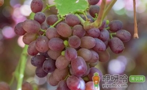 提子可以泡水里一夜吗