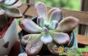 用风扇吹多肉管用吗