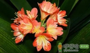 君子兰开双枝花好吗