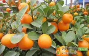 夏季柑桔果树受哪些病虫害影响