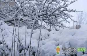 2021年大雪是在冬天第几个节气