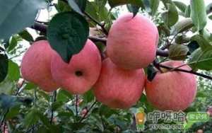 苹果倒春寒后怎么补救