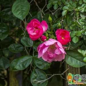 蔷薇移栽叶子必须要剪吗