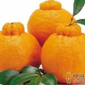 丑橘皮松的好还是紧凑的好