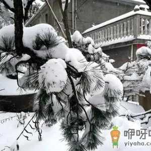2022年除夕前后会下雪吗