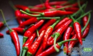 辣椒籽种前怎么泡
