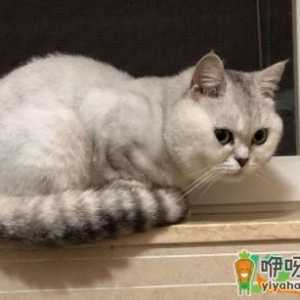 猫喜欢爬窗台要限制它么