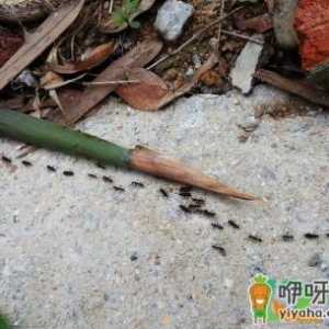 如何治理墙缝蚂蚁窝