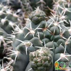 绯花玉长的小球要不要去掉
