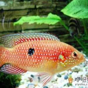 宝石鱼的风水学应用-宝石鱼的品种介绍