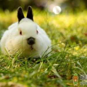 喜马拉雅兔的价格贵吗？喜马拉雅兔多少钱？