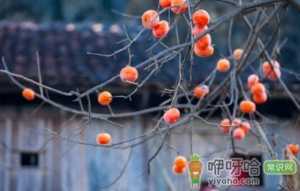 吃柿子不能吃什么食物