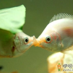 接吻鱼的风水学应用-接吻鱼的品种介绍